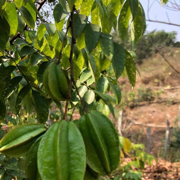 Lobville Homestay Karjat Exteriér fotografie